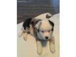 Miniature Australian Shepherd Puppy for sale in Hebron, IL, USA