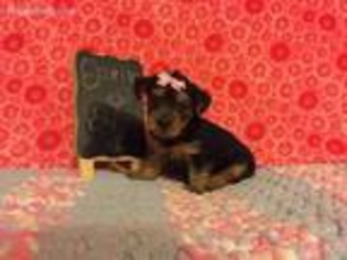 Yorkshire Terrier Puppy for sale in Tifton, GA, USA