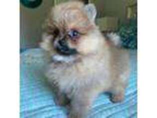 Pomeranian Puppy for sale in Chico, CA, USA
