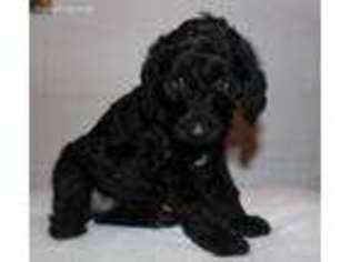 Labradoodle Puppy for sale in Indianapolis, IN, USA