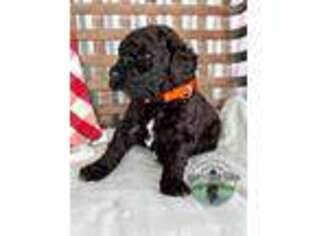 Goldendoodle Puppy for sale in Ocoee, TN, USA