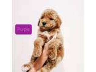 Goldendoodle Puppy for sale in Northport, AL, USA