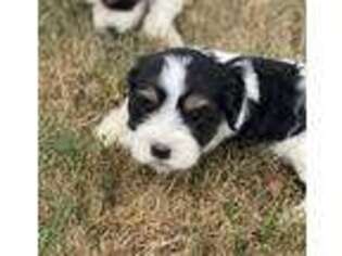 Mutt Puppy for sale in Stephens City, VA, USA