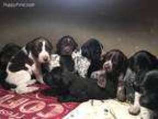 German Shorthaired Pointer Puppy for sale in Iowa City, IA, USA