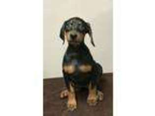 Doberman Pinscher Puppy for sale in Lufkin, TX, USA