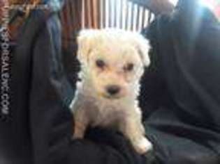 Bichon Frise Puppy for sale in Alexis, NC, USA