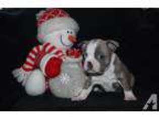 Boston Terrier Puppy for sale in EFFINGHAM, IL, USA