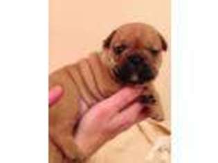 French Bulldog Puppy for sale in TAYLORS, SC, USA