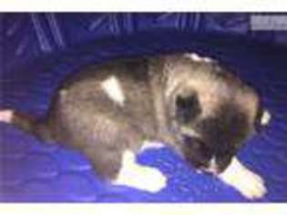 Akita Puppy for sale in Jacksonville, NC, USA