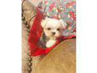 Maltese Puppy for sale in Ardmore, OK, USA