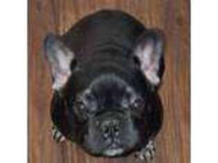 French Bulldog Puppy for sale in Dadeville, AL, USA