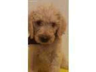 Goldendoodle Puppy for sale in Sunnyvale, TX, USA