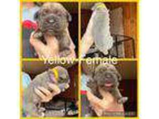 Cane Corso Puppy for sale in London, OH, USA