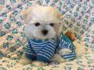 Maltese Puppy for sale in Santa Claus, IN, USA