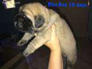 Mastiff Puppy for sale in Pineville, LA, USA