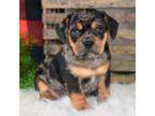 Puggle Puppy for sale in Koshkonong, MO, USA