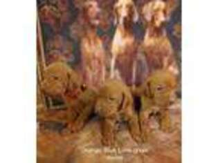 Vizsla Puppy for sale in Alpine, TX, USA