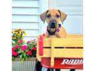 Rhodesian Ridgeback Puppy for sale in Woodstown, NJ, USA
