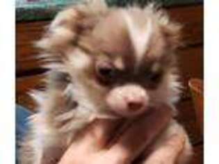 Chihuahua Puppy for sale in Cass City, MI, USA