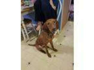 Vizsla Puppy for sale in Reading, PA, USA