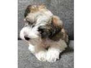 Mutt Puppy for sale in Piedmont, OK, USA