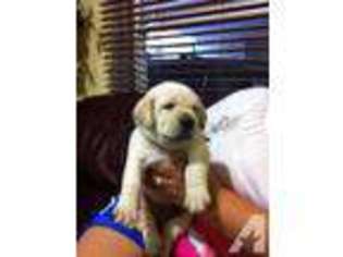 Labrador Retriever Puppy for sale in HIDALGO, TX, USA