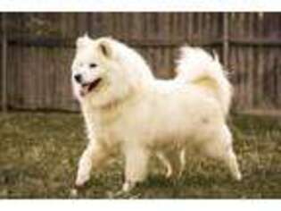 Samoyed Puppy for sale in Keene, TX, USA