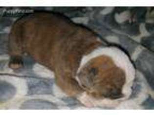 Olde English Bulldogge Puppy for sale in Maricopa, AZ, USA