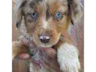 Miniature Australian Shepherd Puppy for sale in Riverbank, CA, USA