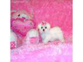 Maltese Puppy for sale in Rogers, AR, USA