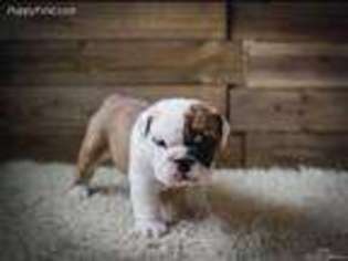 Bulldog Puppy for sale in Richmond, TX, USA