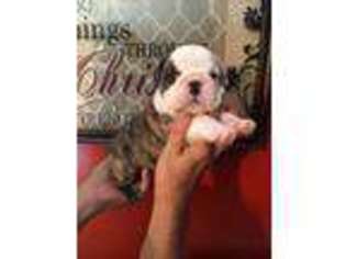 Bulldog Puppy for sale in Mayfield, KY, USA