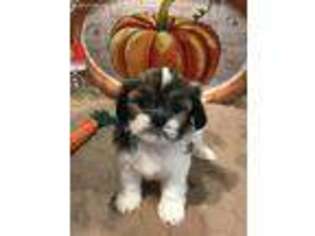 Mal-Shi Puppy for sale in Alvin, TX, USA