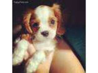 Cavalier King Charles Spaniel Puppy for sale in Columbus, NE, USA
