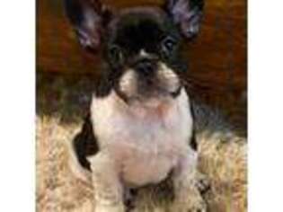 French Bulldog Puppy for sale in Brandon, MS, USA