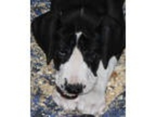 Great Dane Puppy for sale in Kansas City, KS, USA