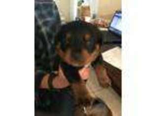Rottweiler Puppy for sale in Saint Augustine, FL, USA