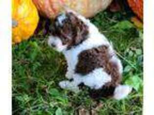 Mutt Puppy for sale in Davison, MI, USA