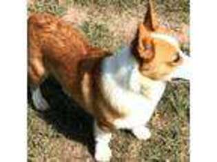 Pembroke Welsh Corgi Puppy for sale in Brookshire, TX, USA