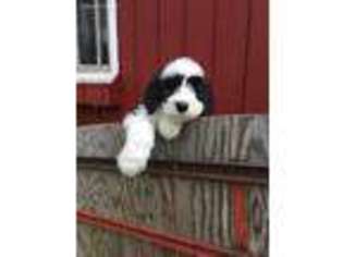 Mutt Puppy for sale in Preston, ID, USA