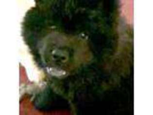 Chow Chow Puppy for sale in Columbia, SC, USA