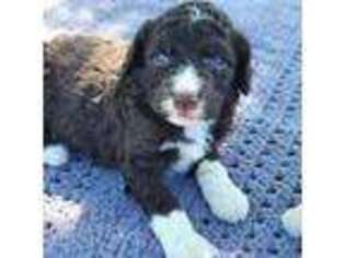 Mutt Puppy for sale in Granger, WA, USA