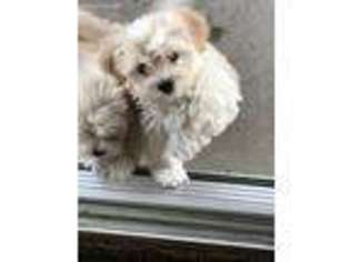 Havanese Puppy for sale in Ottawa Lake, MI, USA