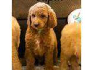 Goldendoodle Puppy for sale in Clayton, NC, USA