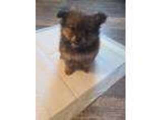 Pomeranian Puppy for sale in Eastlake, OH, USA