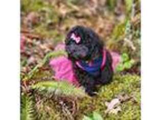 Mutt Puppy for sale in Lynnwood, WA, USA