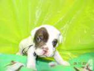 Olde English Bulldogge Puppy for sale in NEW RICHMOND, WI, USA