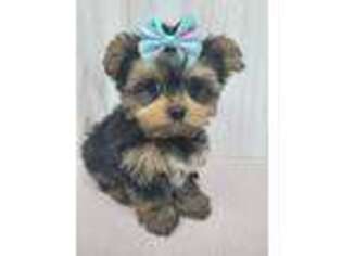Yorkshire Terrier Puppy for sale in Winter Park, FL, USA