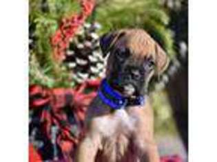 Boxer Puppy for sale in Maysville, GA, USA