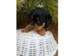 Rottweiler Puppy for sale in Ephrata, PA, USA